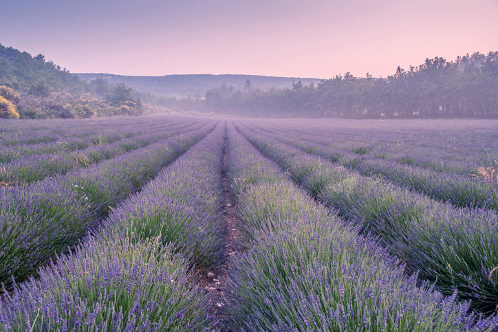 natural lavendar field